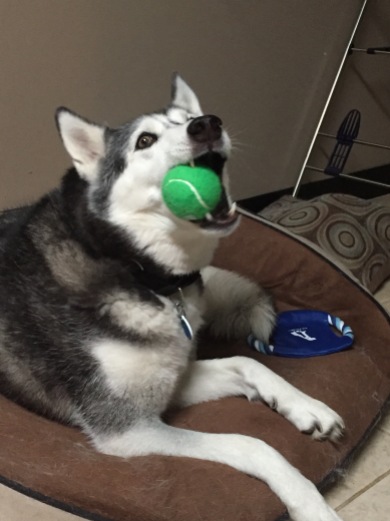 husky with ball