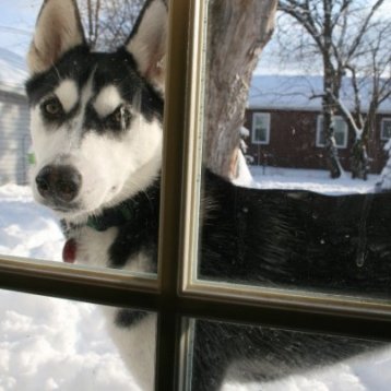 husky in window