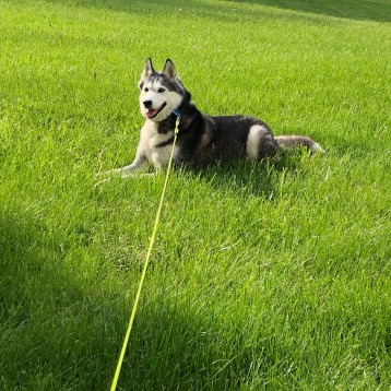 husky in grass