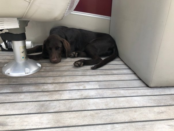 chocolate lab on a boat