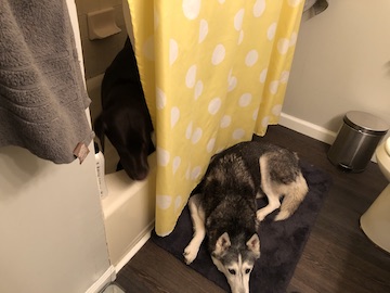 lab and husky in bathroom